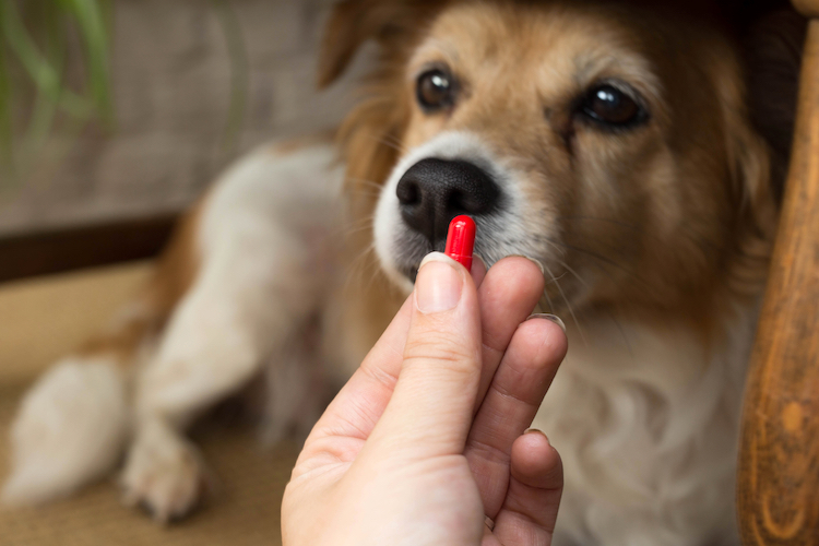 Ne donnez pas vos médicaments à votre chien